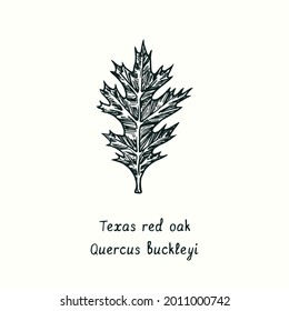 Texas Red Oak  (Quercus buckleyi)  leaf. Ink black and white doodle drawing in woodcut style.