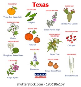 Texas. Set of USA official state symbols. Vector hand drawn illustration