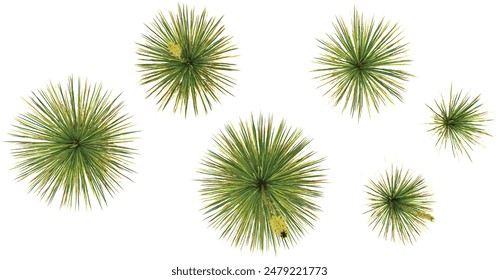 Texas sotol trees with transparent background, 3D rendering, for illustration, digital composition from top view side