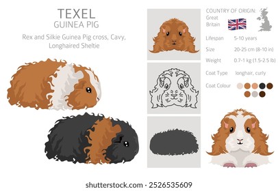 Texel Guinea pig clipart. All coat colors cavies set. Small Pet Rodents. Vector illustration