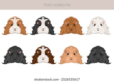 Texel Guinea pig clipart. All coat colors cavies set. Small Pet Rodents. Vector illustration