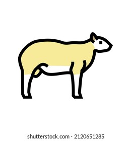 texel sheep color icon vector. texel sheep sign. isolated symbol illustration