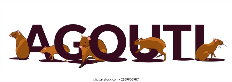 Text Agouti - South American rodent, in different poses. Vector illustration in cartoon style isolated on white background.