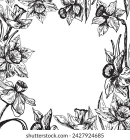 A text frame with narcissus flowers isolated on a white background. Daffodil flowers hand-drawn graphics in ink. For printing on postcards, greetings.