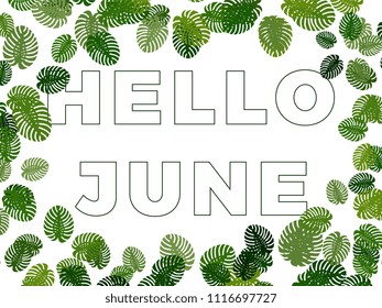 text hello june in the frame of the monstera leaves on white background