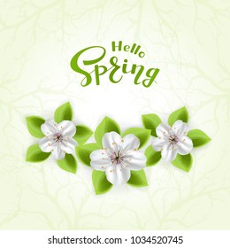 Text Hello Spring and white flowers with leaves on green background, illustration.