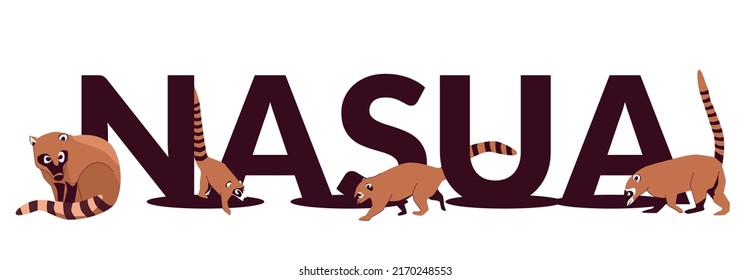 Text Nosua, or coati, is a genus of small mammals of the raccoon family, common in both American continents. Vector illustration isolated on white background