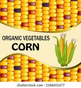Text on the background of corn kernels.Vector illustration with a background of colorful corn kernels and a banner with text.