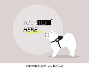 A text template, a young samoyed dog wearing a harness