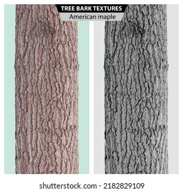 The Texture Of The Bark Of The American Maple. Vector Isolated Realistic Black And White And Multicolor Illustration Of American Maple Trunks.