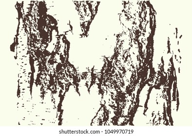 Texture of birch bark. Contrast background for your design