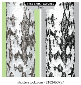 The texture of birch bark. Vector isolated realistic black and white and multicolor illustration of birch trunks.