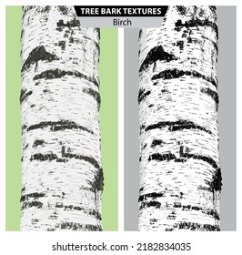 The texture of birch bark. Vector isolated realistic black and white and multicolor illustration of birch trunks.