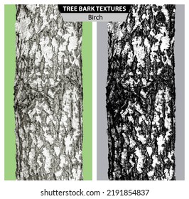 The texture of birch bark. Vector isolated realistic black and white and multicolor illustration of birch trunks.