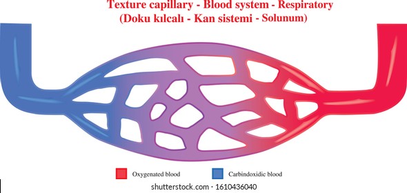 Texture capillary, blood system, respiratory