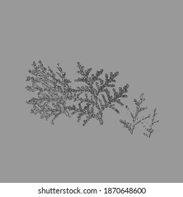Textur von Zedarbrancheln. Cedarblatt zeigt Segmentstruktur schwarze Farbe.
