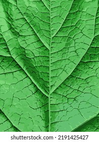 Texture of green burdock leaf close up. Vector illustration, EPS 10 graphic. Flora and natural background concept.