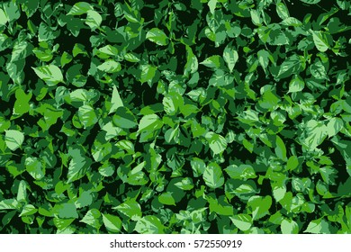 Texture of green leaves. EPS vector illustration.