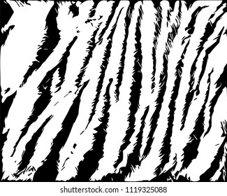 Texture of natural fur, tiger.Template. Grunge background. Abstract vector illustration.Object isolated on white