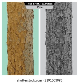 The texture of pine bark. Vector isolated realistic black and white and multicolor illustration of pine trunks.