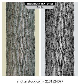 The Texture Of Poplar Bark. Vector Isolated Realistic Black And White And Multicolor Illustration Of Poplar Trunks.