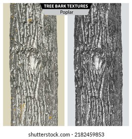 The Texture Of Poplar Bark. Vector Isolated Realistic Black And White And Multicolor Illustration Of Poplar Trunks.