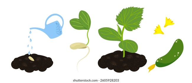 Texture set spring cucumber seedling. Vector isolated elements. Watering a seed with drinking water, root sprouting, seedling, vegetable, green fruit, yellow flowers