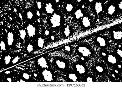 Texture spotted leaf medicinal plants of lungwort. Monochrome background of a natural sheet of lungwort with chaotic spots. Overlay layer. Vector illustration
