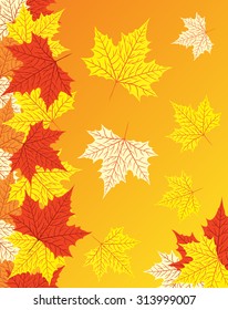 Texture with swirling autumn maple leaves in yellow and red colors