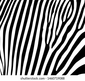 texture zebra print. vector black white