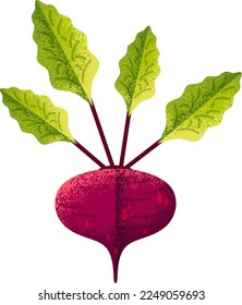 Textured beetroot drawing. Colorful root vegetable with green leaves