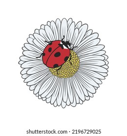 Textured color daisy flower with red ladybug. Nature vector illustration on white background