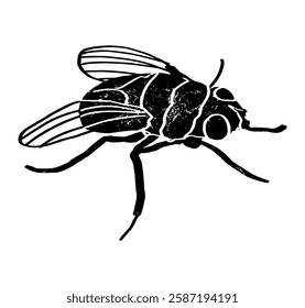 Textured fly illustration isolated on white background