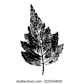 Texturierte Silhouette eines Birkenblattes. Tintendruck einzeln auf weißem Hintergrund, Vektorgrafik. Element für Naturdesign.