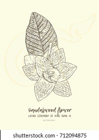 Thai Artificial Funeral Daffodil Flower or Dok mai chan , hand draw sketch vector.
sandalwood flower-laying ceremony  for mourn to king of thailand pass away . 