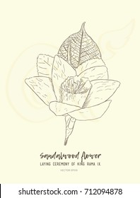 Thai Artificial Funeral Daffodil Flower or Dok mai chan , hand draw sketch vector.
sandalwood flower-laying ceremony  for mourn to king of thailand pass away . 