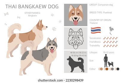Thai Bangkaew dog clipart. All coat colors set.  All dog breeds characteristics infographic. Vector illustration