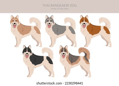 Thai Bangkaew dog clipart. All coat colors set.  All dog breeds characteristics infographic. Vector illustration