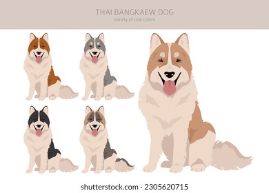 Thai Bangkaew dog clipart. All coat colors set.  All dog breeds characteristics infographic. Vector illustration