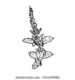 Thai basil vector. Hand drawn sketch leaves of spice thai basil.medicinal and aromatic herb