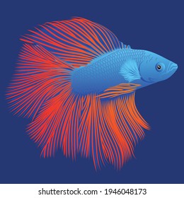 Thai Blue and Red Fighting Fish