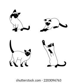Thai cat vector set, cats in different poses