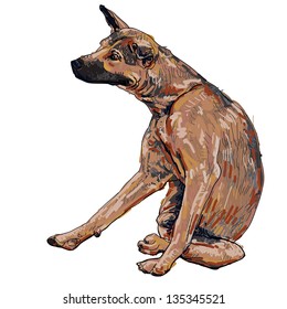 Thai dog is scratching itself