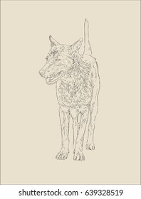 thai dog , sketch vector.