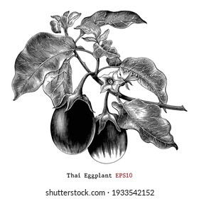 Thai Eggplant botanical illustration vintage style black and white clip art isolated on white background