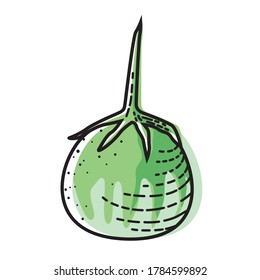 berenjenas tailandesas aisladas en fondo blanco. Ilustración vectorial de verduras