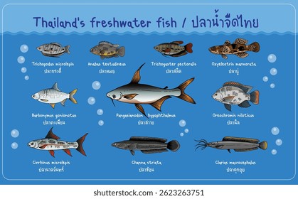ปลาน้ำจืดไทย (Thai freshwater fish) Vector illustration of various Thai freshwater fish species