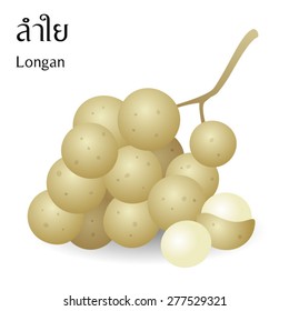 Thai fruits vector on white background with thai alphabet meaning longan