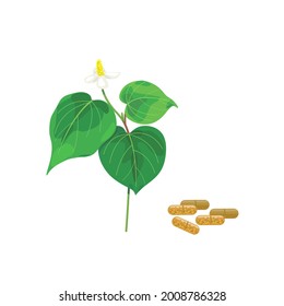 Thai herb Plu Kaow - fresh Vap ca leaf and capsual for health.