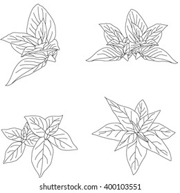 thai herbal basil leave